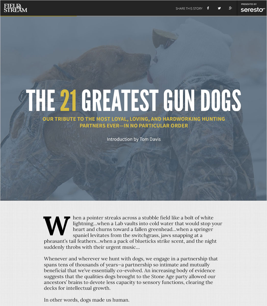 Field & Stream: Gun dogs