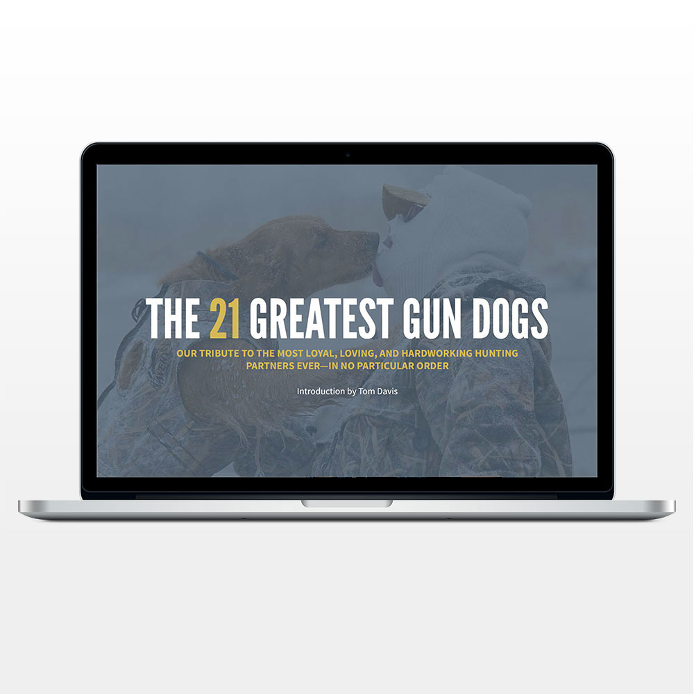Field & Stream Gun dogs